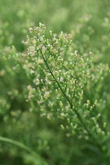 Horseweed (Erigeron canadensis) is a weed growing on the roadside or in the wasteland.