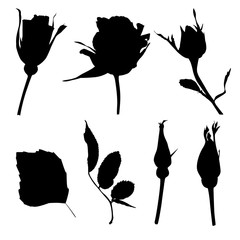 Silhouette roses flowers, buds and leaves, black color, isolated on white background