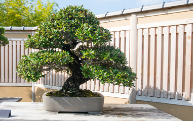 Japanese Oleaster bonsai tree in Omiya bonsai village at Saitama, Japan