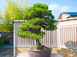 Japanese Black pine bonsai tree in Omiya bonsai village at Saitama, Japan