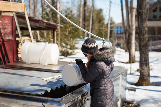 Woman in winter snow helps maple syrup production pouring natural sap into tank