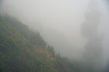 fog in forest