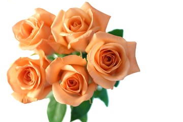 In selective focus a beautiful bouquet of orange roses blossom on white isolated background and copy space