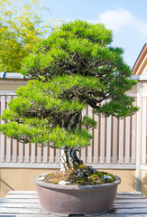 Japanese Black pine bonsai tree in Omiya bonsai village at Saitama, Japan