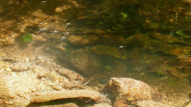 Common pondskater or firebug insects in the water of a forest river