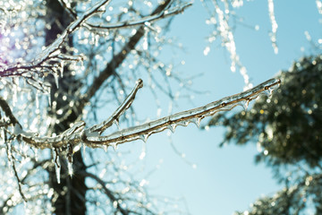 Tree branch after ice storm