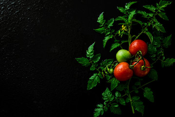 Tomatoes on a twig, vegetable plant with leaves on black