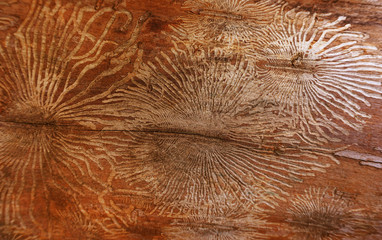 old cracked surface wood texture