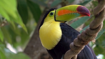 toucan1