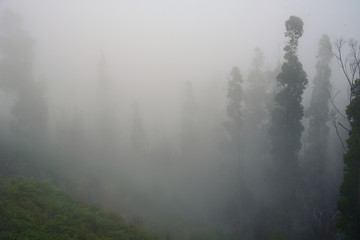 Obraz premium fog in forest