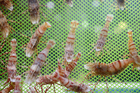 Live shrimp in a tank at a korean restaurant