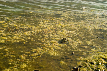 Close up of green algae floating on water