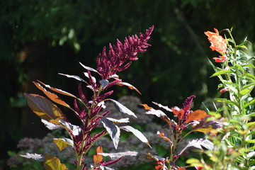 fleurs sauvages mauves © arthur