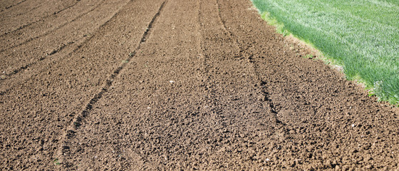 cultivated plow field and some with green shoots