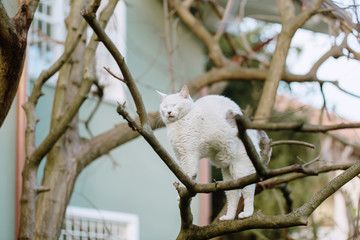 Cat arching the back while perching high on leafless tree