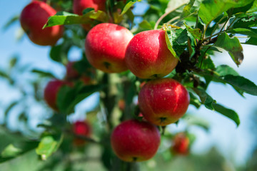 Delicious red apples hanging on a branch. Summertime in Österlen, Sweden.