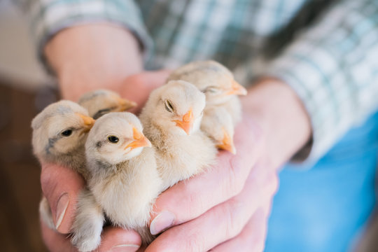 Hands holding baby chicks.