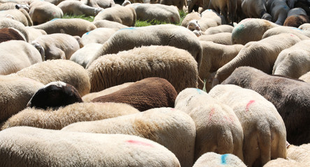 Fototapeta premium white sheep grazes on the mountain meadow