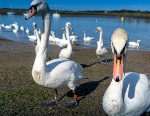 Large White Mute Swans of Hullbridge and Woodham Ferrers Battlebridge Basin on the River Crouch