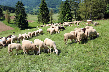 Fototapeta premium sheep grazes on the moutain meadow in summer