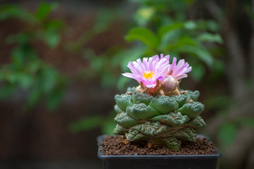 Pink flower of Ariocarpus cactus