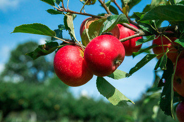 Delicious red apples hanging on a branch. Summertime in Österlen, Sweden.