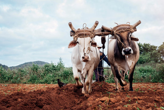 Farmer and Oxen Plow Tobacco Field.