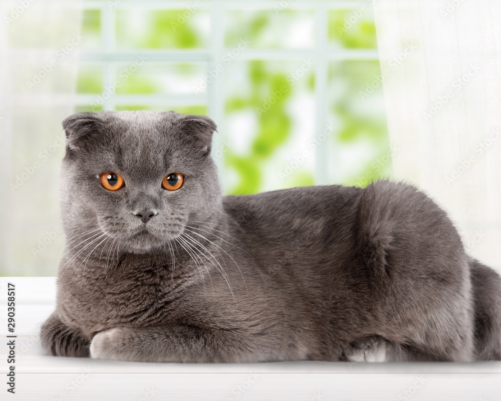 Canvas Prints British Shorthair Cat Lying Down on the Ground