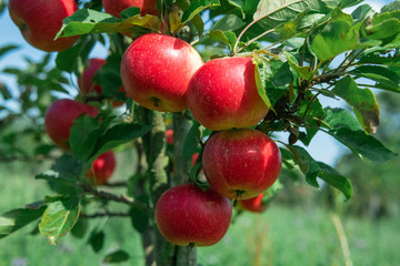 Delicious red apples hanging on a branch. Summertime in Österlen, Sweden.