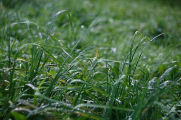 green grass with water drops
