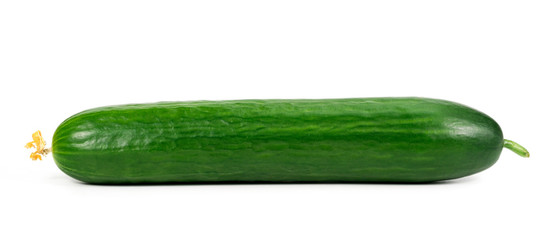 One green cucumber on a white background. One cucumber on a white background close up