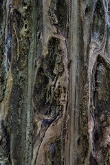 Textura de corteza de árbol viejo