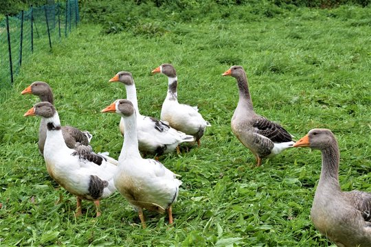 Gansos en una granja mirando en la misma direcci&oacute;n
