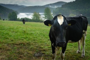 cows in a field, Eifel National Park Germany 