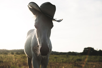 Western portrait of young colt foal horse in cowboy hat.