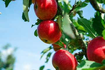 Delicious red apples hanging on a branch. Summertime in Österlen, Sweden.