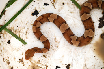 Obraz premium Copperhead snake shows pattern of venomous pit viper, top view.