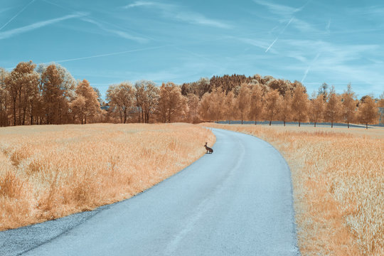 Rural landscape with sitting bunny during spring in austria, shot in Infrared IR