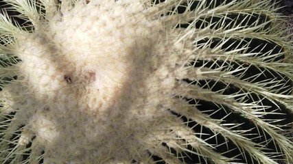 Echinocactus grusonii, also known as the golden barrel cactus, golden ball or mother-in-law's cushion.
