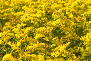 Solidago canadensis - Field of beautiful yellow flowers, close-up, floral background