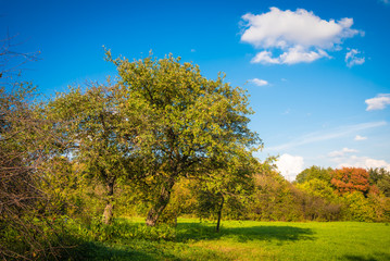 Fototapeta premium Beautiful autumn rural landscape - several apple trees with ripe apples on the branches and a line of trees with colorful leaves in the background