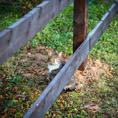 The cat sits near the fence of the rural yard