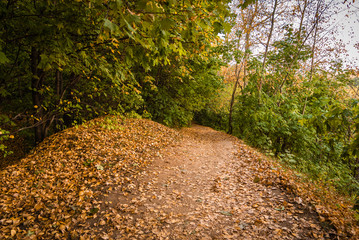 Path covered with fallen dry leaves on a hillside covered with forest - autumn landscape