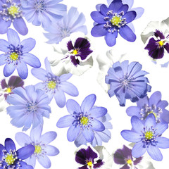 Beautiful floral background of liverwort, viola and chicory. Isolated