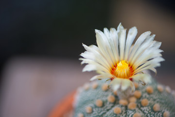 Naklejka premium Flower of Astrophytum asterias cactus