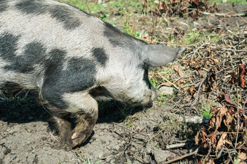 Happy grey, black and brown colored pig living free in Österlen Sweden