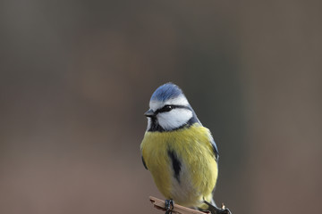 Obraz premium Little, beautiful blue titmouse, which is sitting on a branch on a gray blurred background...