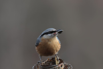 Nuthatch with a seed in its beak sits on a feeder on a blurred gray background...