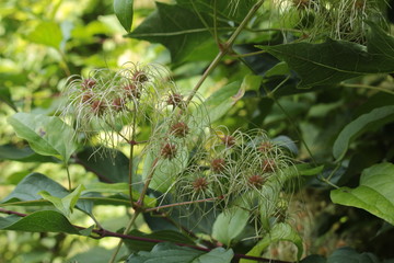 Clematis vitalba also known as old mans beard with seeds