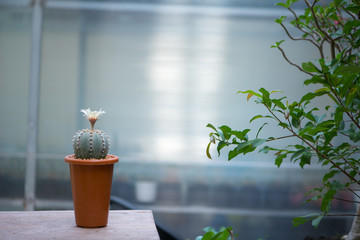 Flower of Astrophytum asterias cactus